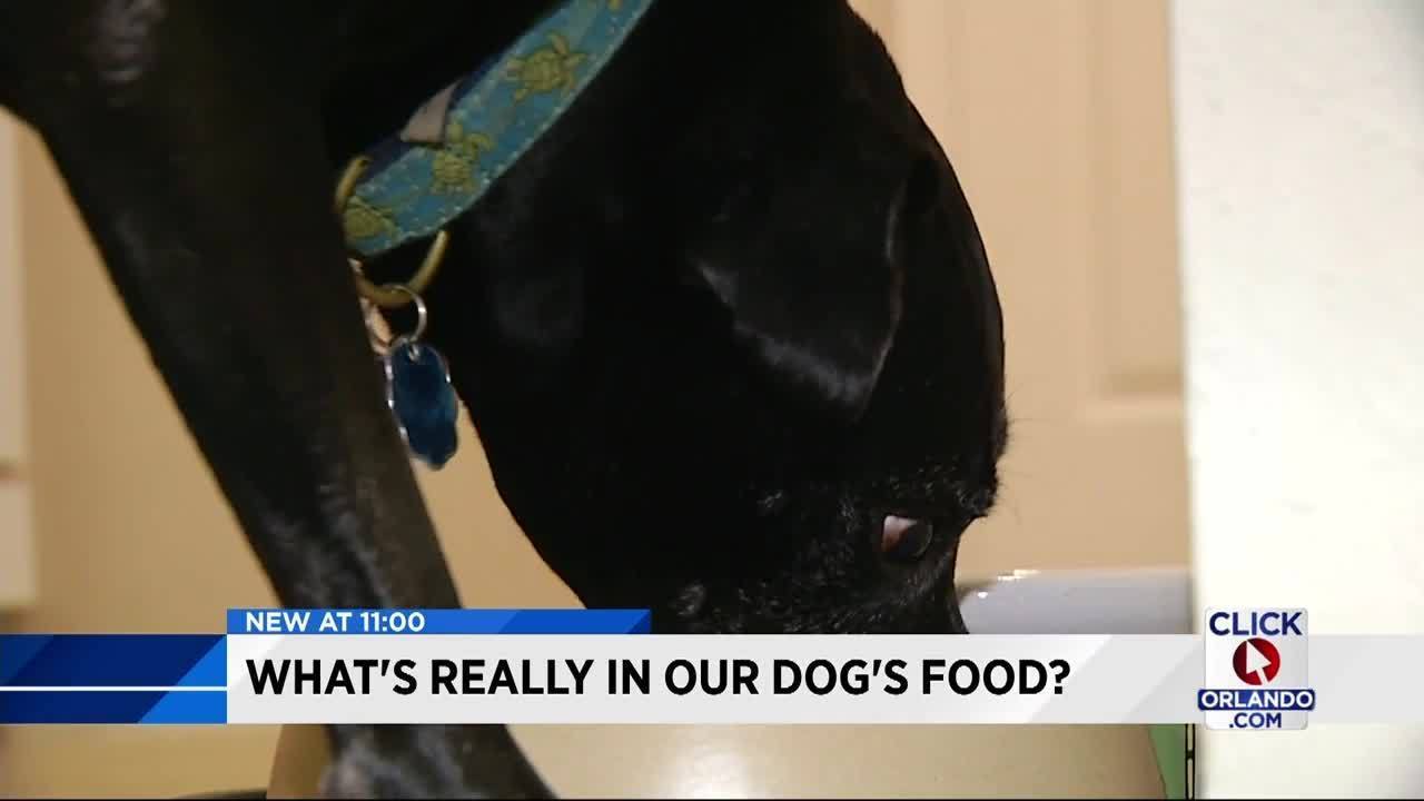 What's really in your dog's food?
